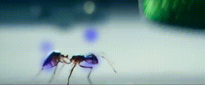 Heineken Ant Man Heat Map